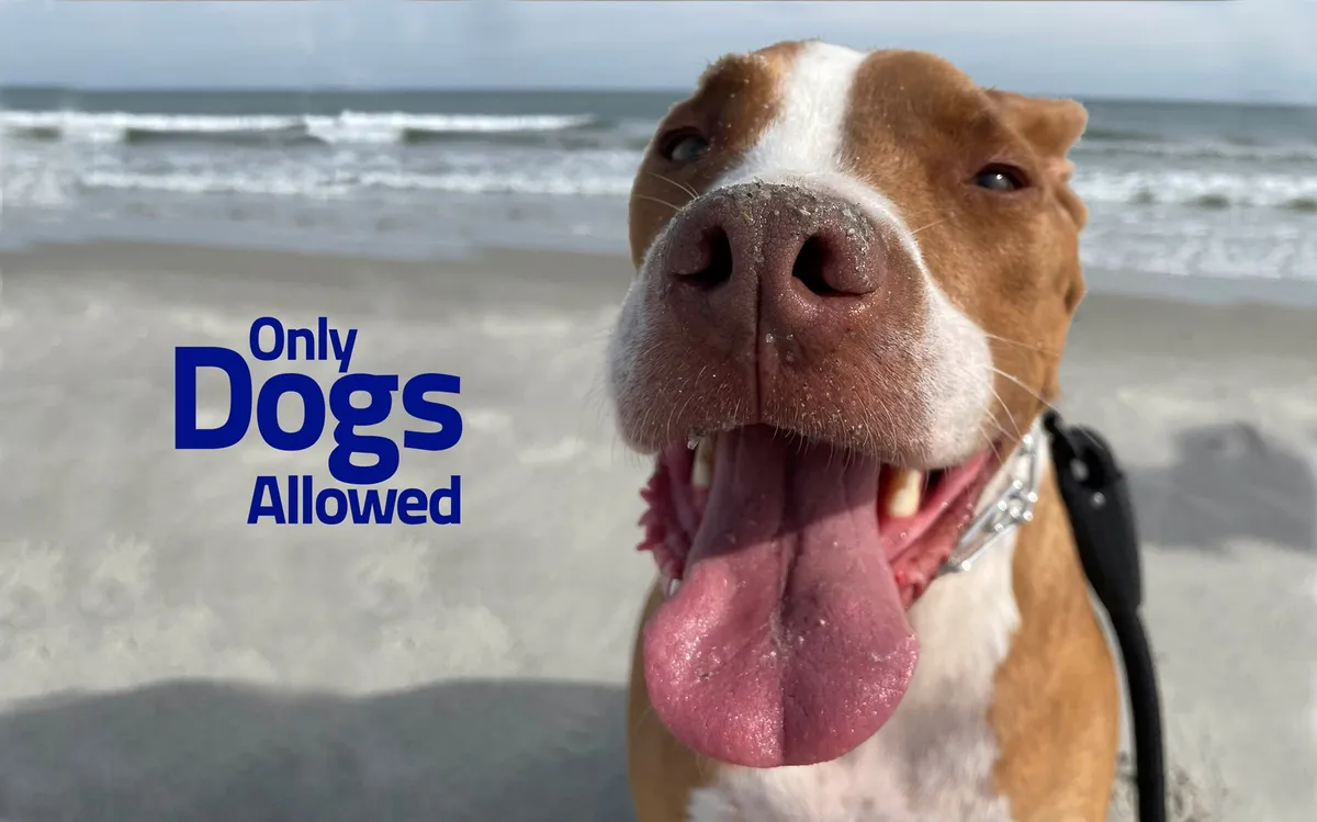 A joyful exterior scene featuring a dog's face in the foreground with a beautiful stretch of Carolina Beach in the background. The image captures dogs playing fetch and people relaxing on the sand, evoking the excitement and carefree spirit of a beach day with family and pets.